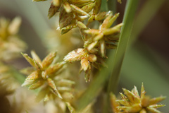 Cyperus javanicus
