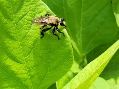 Laphria posticata