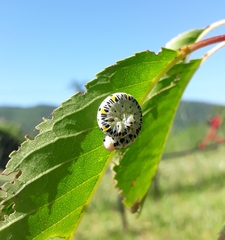 Cimbex quadrimaculatus