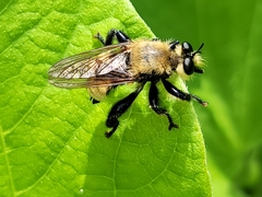 Laphria posticata