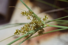Cyperus javanicus