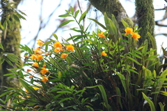 Dendrobium chryseum