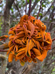 Puccinia magellanica