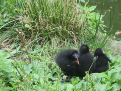 Gallinula chloropus
