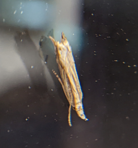 Crambus griffonné