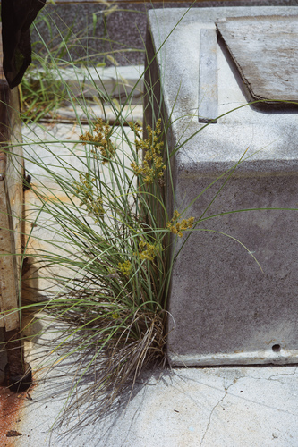 Cyperus javanicus