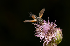 Cylindromyia auriceps