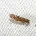 Scaphoideus bifurcatus - Photo (c) Russell Pfau, some rights reserved (CC BY-NC), uploaded by Russell Pfau