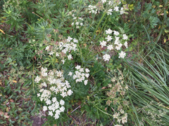 Ligusticum apiifolium