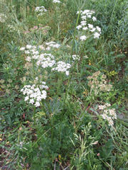 Ligusticum apiifolium