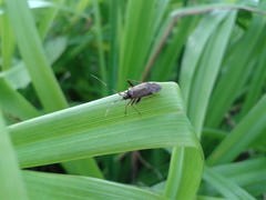 Adelphocoris triannulatus