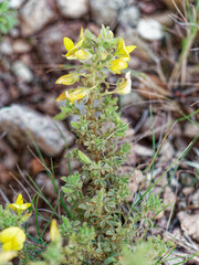 Ononis ramosissima