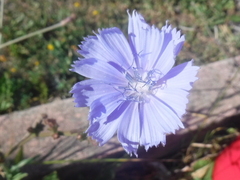 Cichorium intybus