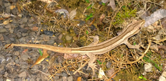 Toropuku inexpectatus