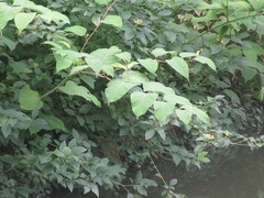 Reynoutria japonica