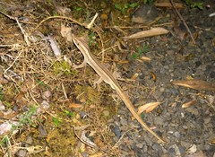 Toropuku inexpectatus