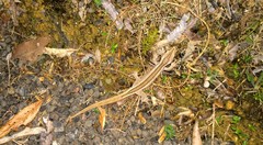 Toropuku inexpectatus