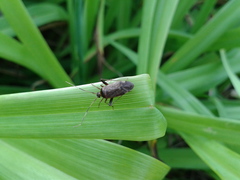 Adelphocoris triannulatus