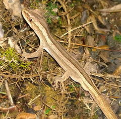 Toropuku inexpectatus