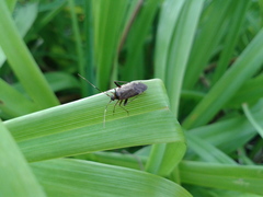Adelphocoris triannulatus