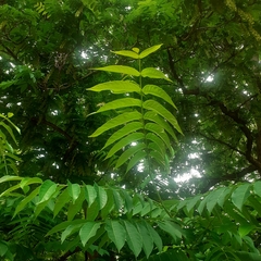 Pterocarya fraxinifolia