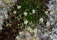 Minuartia recurva