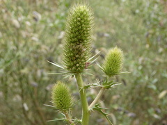Eryngium duriaei
