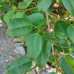 Hippomane mancinella