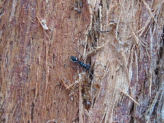 Daerlac cephalotes