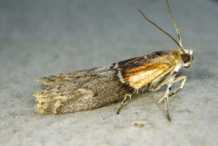 Sciota basilaris