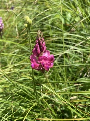 Onobrychis montana