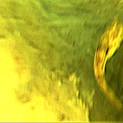 Stephanolepis hispida