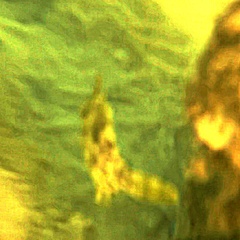 Stephanolepis hispida