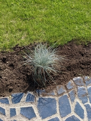 Festuca glauca