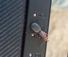 Camponotus rectangularis rubroniger