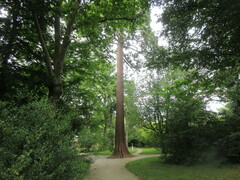 Sequoiadendron giganteum