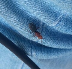 Camponotus rectangularis rubroniger