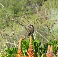 Melaniparus afer afer