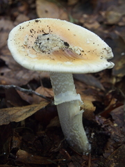 Amanita eliae