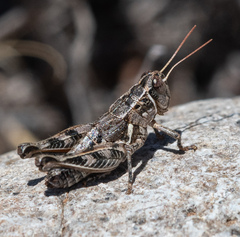 Oedaleonotus pinctus