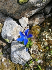 Gentiana bavarica subacaulis