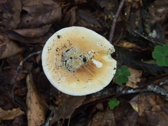 Amanita eliae