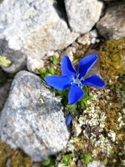 Gentiana bavarica subacaulis