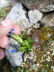 Gentiana bavarica subacaulis