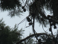 Sequoiadendron giganteum