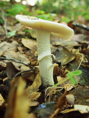 Amanita eliae