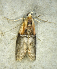 Sciota basilaris