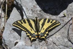 Papilio alexanor