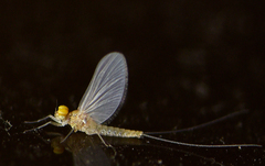 Acentrella