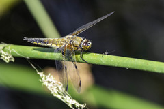 Libellula quadrimaculata